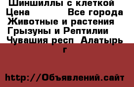 Шиншиллы с клеткой › Цена ­ 8 000 - Все города Животные и растения » Грызуны и Рептилии   . Чувашия респ.,Алатырь г.